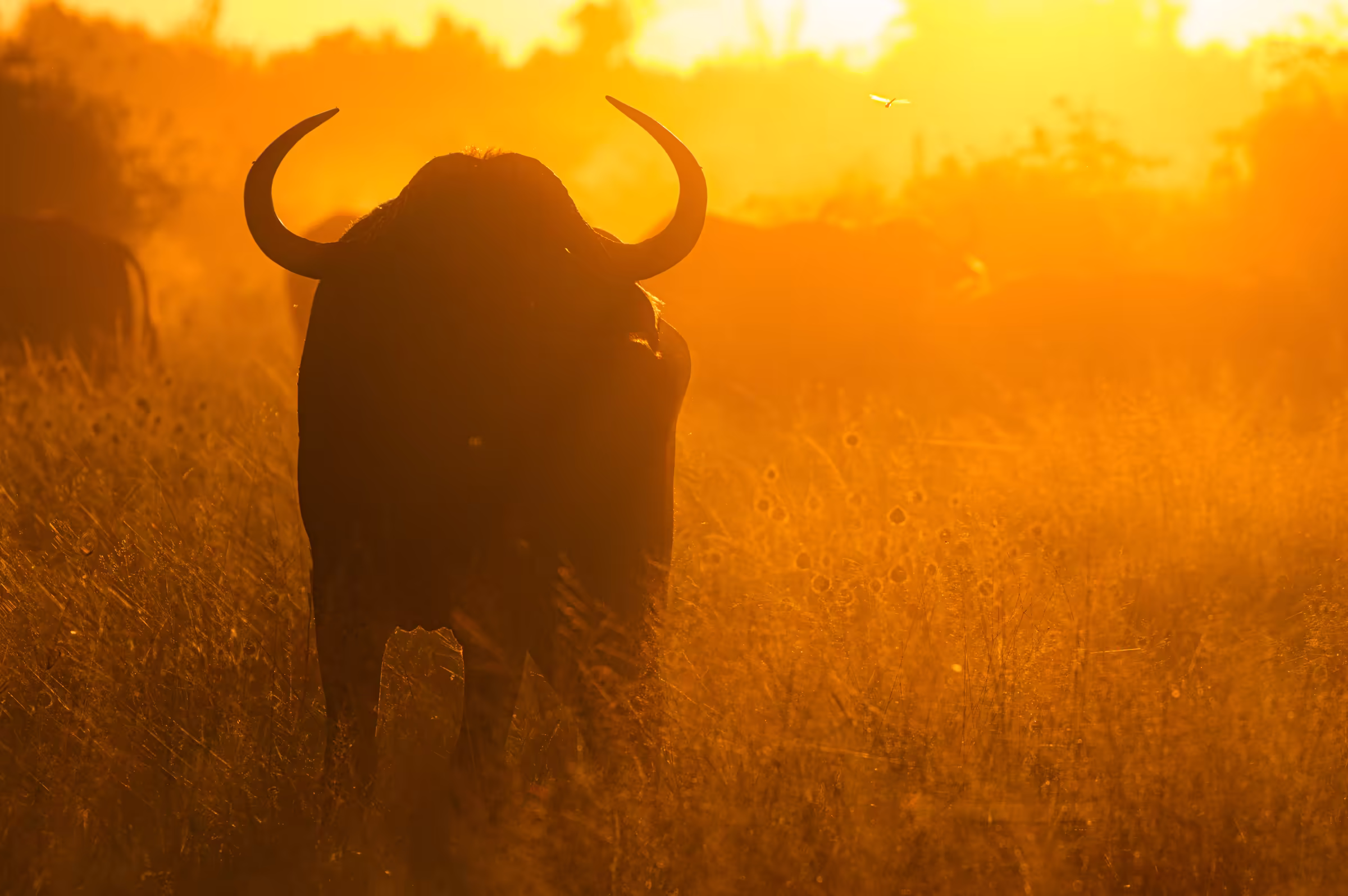 Dramatic silhouette of an African bull in Botswana against a vibrant golden sunset/sunrise. The bull is positioned in the foreground, strongly backlit, emphasizing its powerful form and large horns.